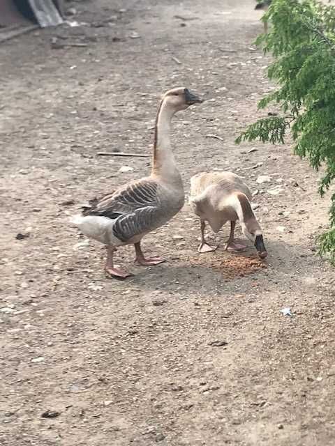 Vand gaste lesesti , rate lesesti