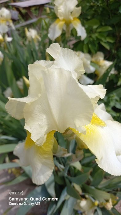 Цветы для сада садовые