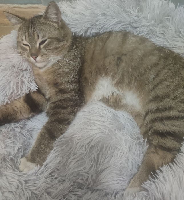 Очаровательный котик Тимур ищет дом.