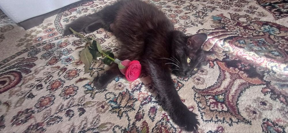 Mushuk hadya qilinadi 4oylik uy mushugi toza qo'lga o'rgangan ogil