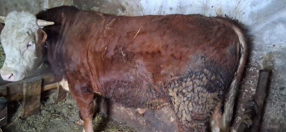 Vand taur pentru monta