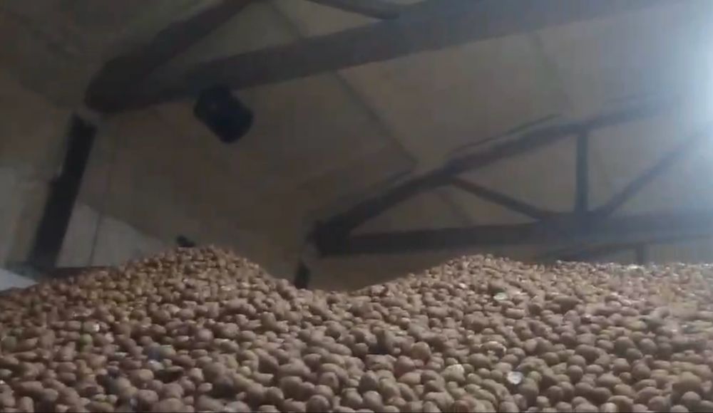 Картофель сорта гала