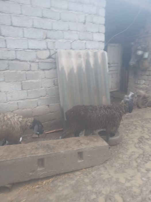 Буаз саулықтар бар келісімді 80мыңнан