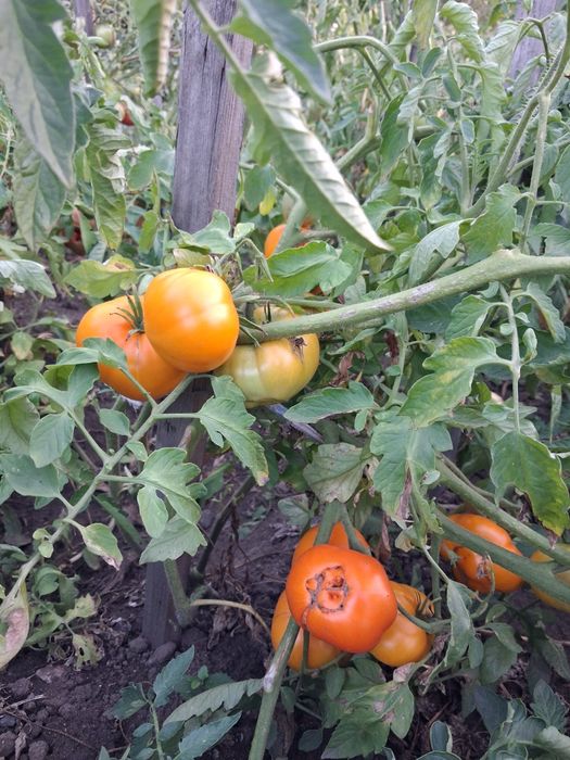 Продам помидоры домашние