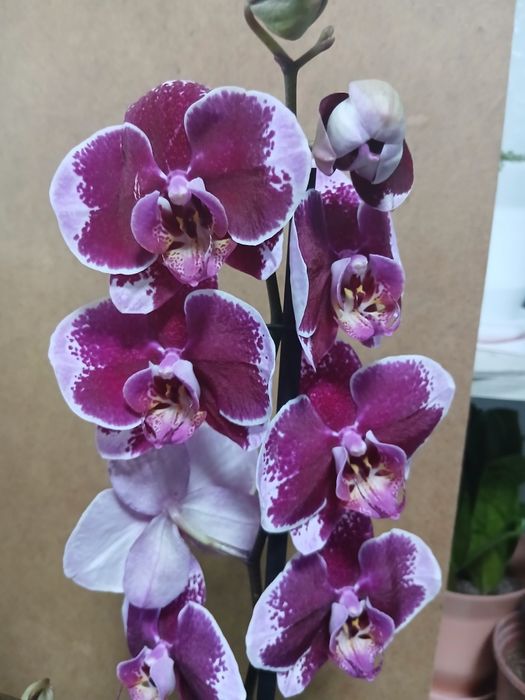 Орхидеи качество Голландия