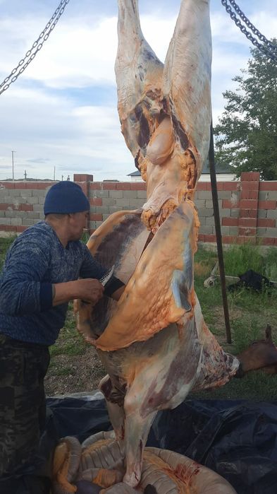 Семіз жас биелер дала семіз
