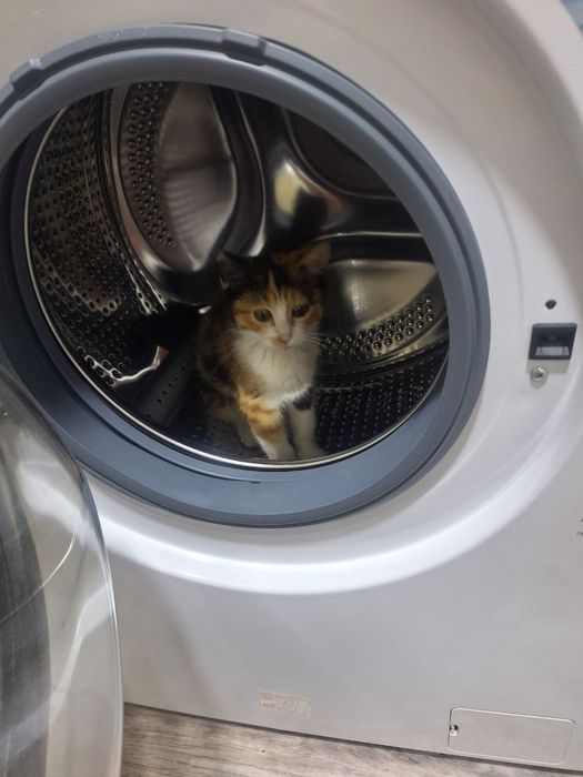 Отдам котёнка в хорошие руки