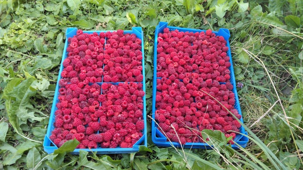 Zmeură și mure de vânzare direct de la producător naturală 100 %