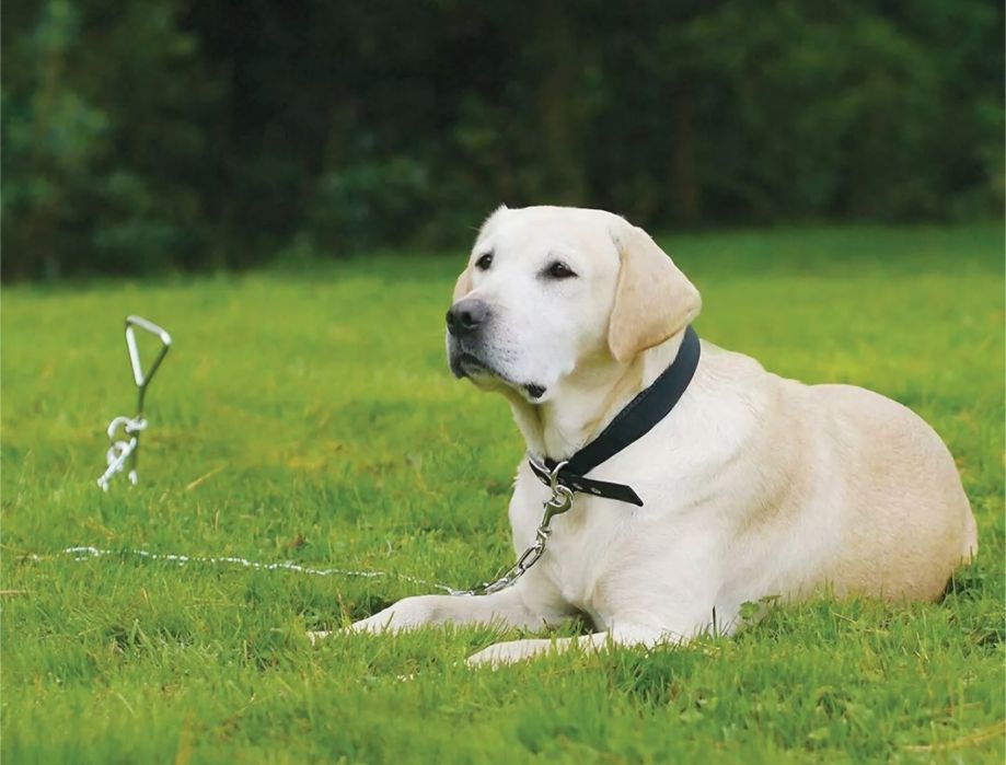 Suport lant animale de companie din otel