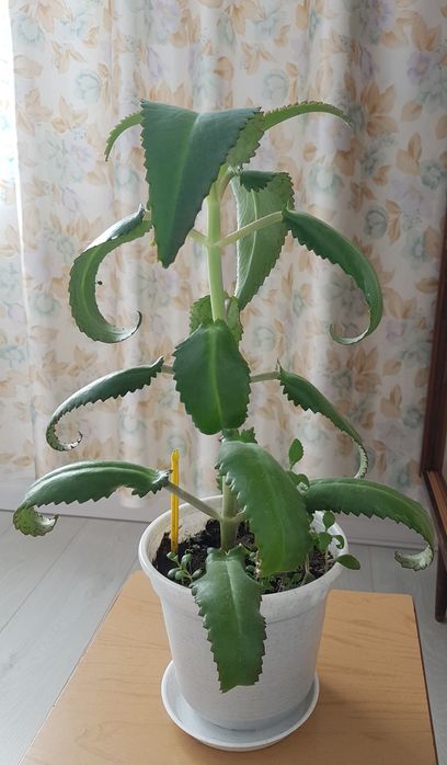 Каланхое лечебное