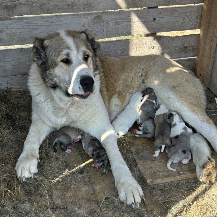 Продается щенки чемпионский линий