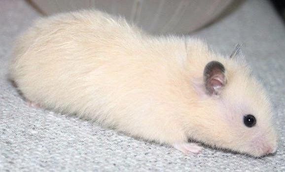 Хомячек пушистый