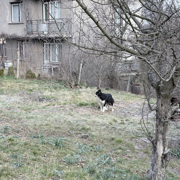 Две малки душици търсят своя дом