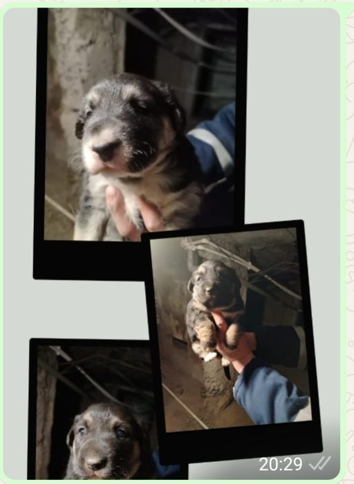 Пристраиваются щенки