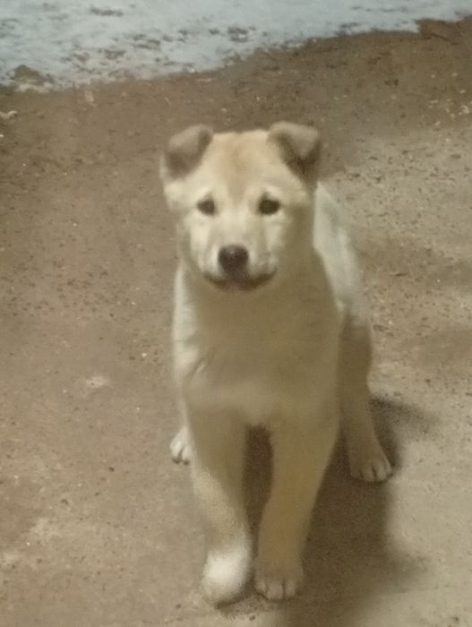 Отдам щенка в добрые руки