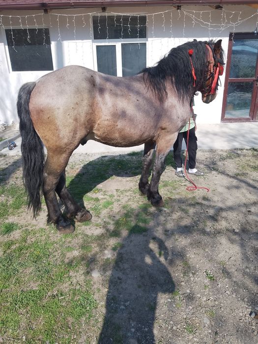 Vând mânz de 2ani și 5 luni sau schimb cu iapă la garanție !