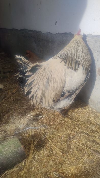 de vânzare păsări de curte