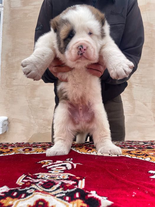 Щенок Алабая ( Супер Гигант )