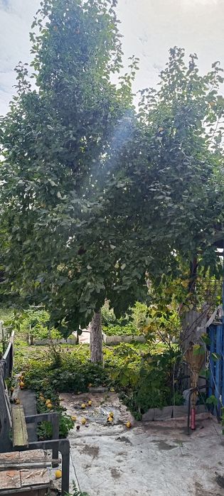 Продам дачный участок с домиком