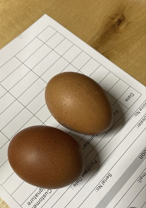 Oua marans ,araucana,australorp,motata olandeza de incubat