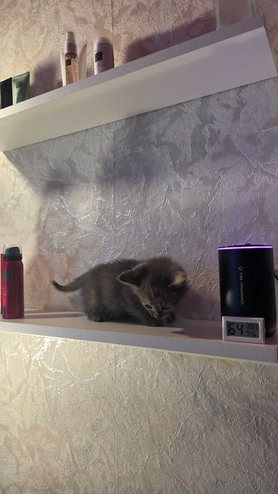 Отдам котенка в добрые и любящие руки.