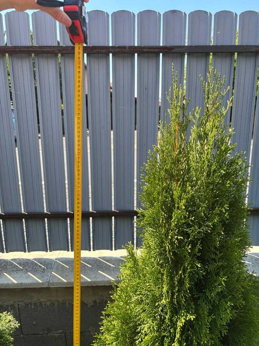 Vând tuia cu înălțimea între 120–150 cm
