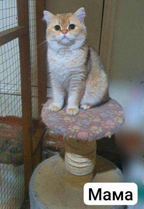 Zalatistiy shinshila ny12 sotadi