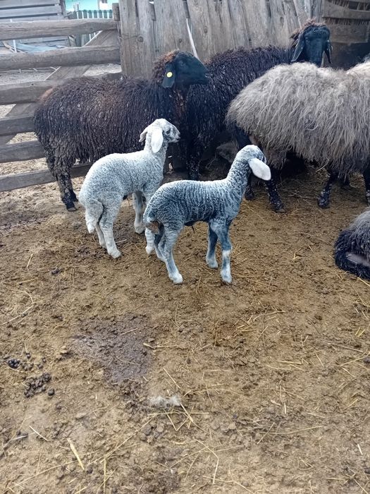 Vând oi   cu miei,  cârlan,berbeci!