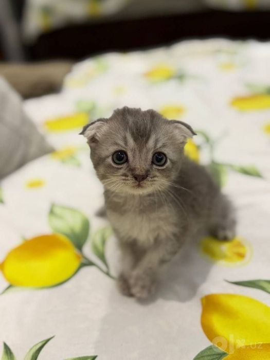 Шотланский вислоухий котенок