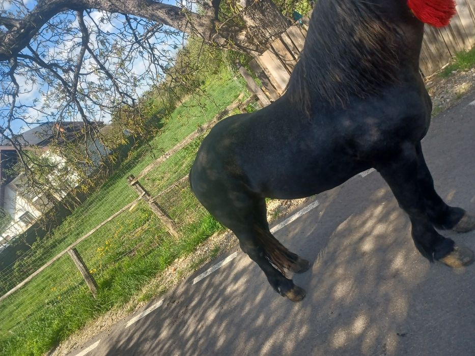 Vând Cal sur învățat la ham