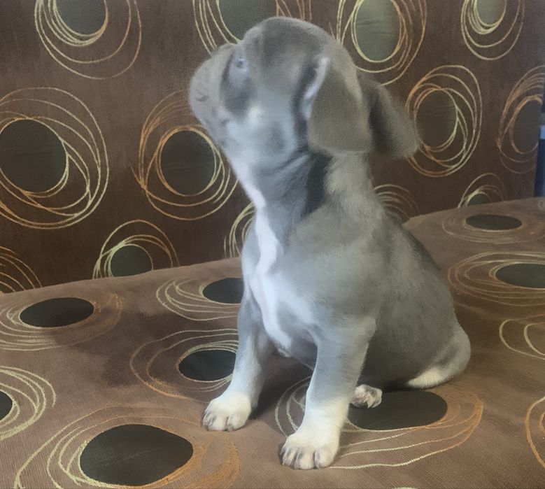 Френски булдог бебе