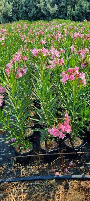 Leandru premium in ghiveci  diverse culori livrare in toata tara