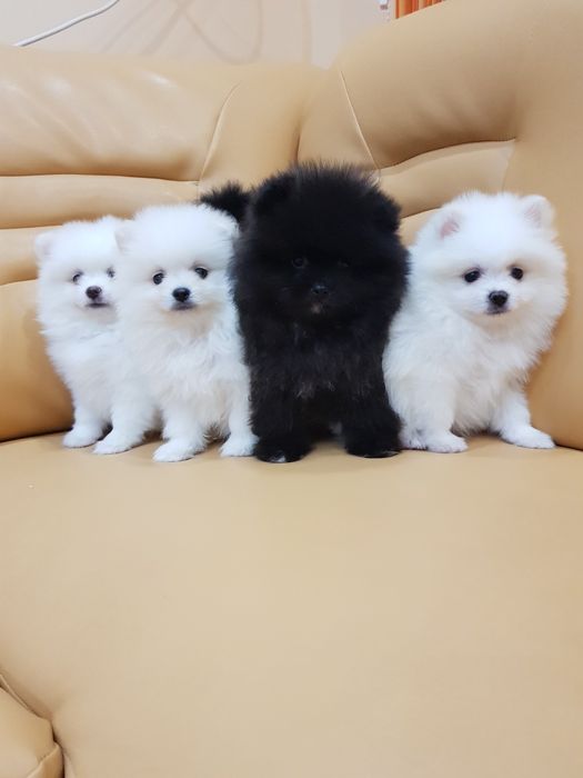 Померан померани Гр. София