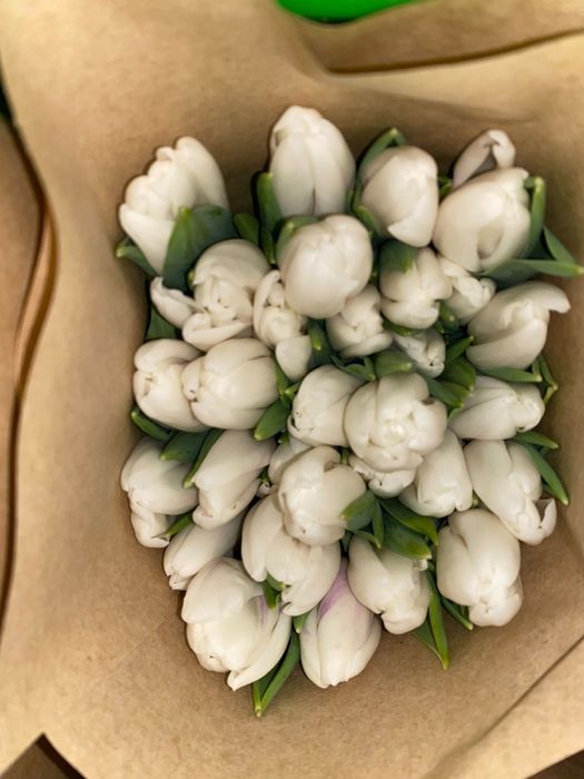 Тюлпаны  оптом оптом