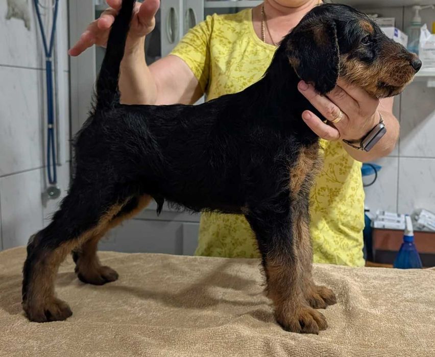 pui Airedale Terrrier cu pedigree de excepție