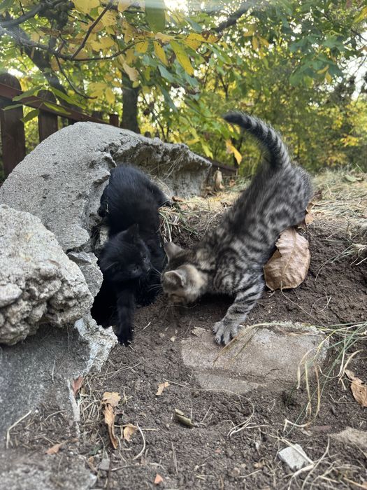 Подарявам котета