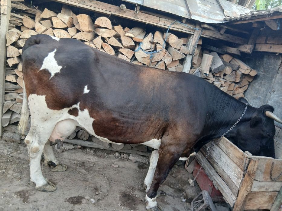 Vaca de vanzare!