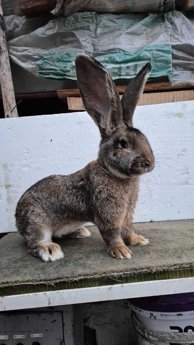 Зайци , великани