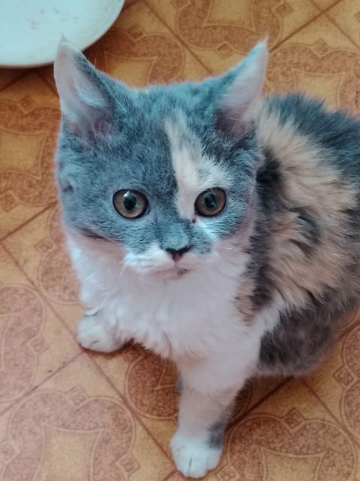 Кудрявые Селкирк Рекс котята