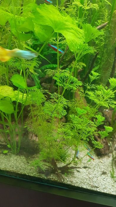 Растения за аквариум 6 вида