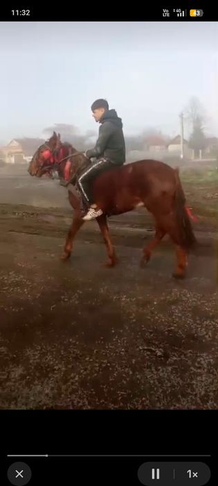 Mânz roib de doi ani