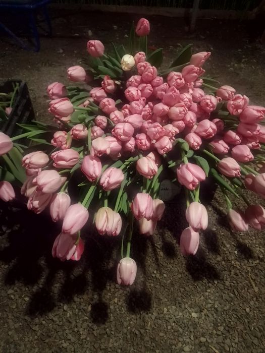 Тюльпаны отборные