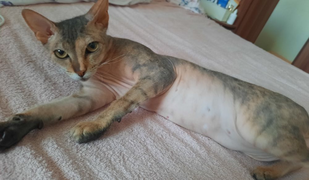 Кошечка Джоли сфинкс