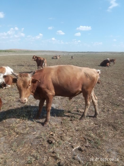 Бычкй на продажу
