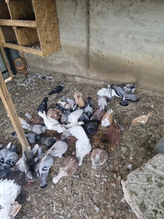 Schimb porumbei cu rate sau pasari