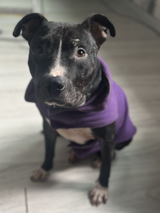 Питбуль НЕ НА БОИ!