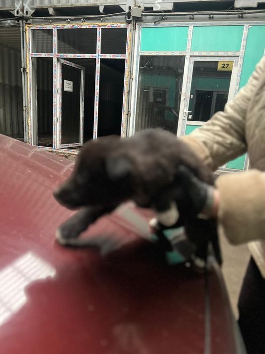 Щенок звонок девочка 2 месяца