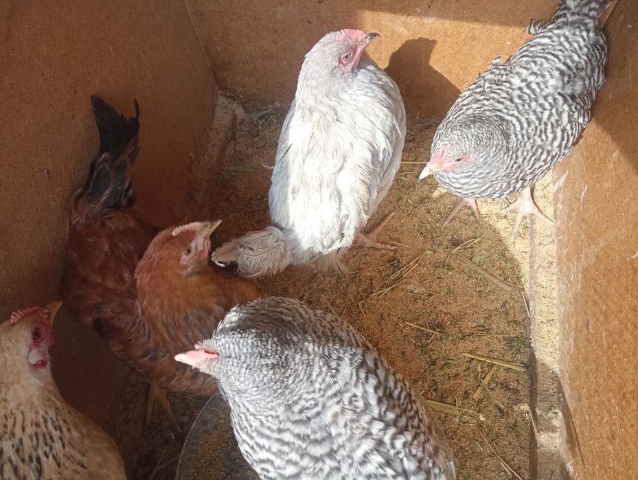 Балапандар балапандар