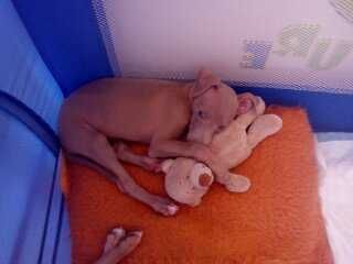 Малка италианска хрътка. Левретка