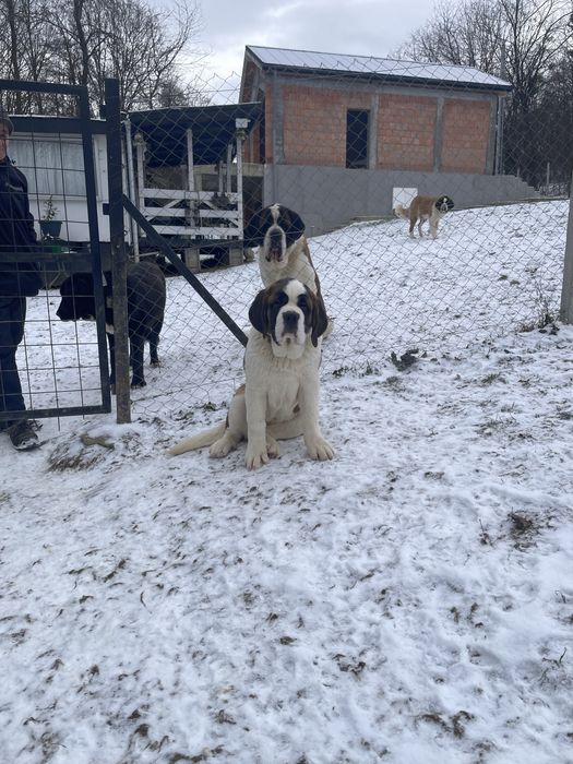 Femela Saint Bernard cu pedigree - par scurt